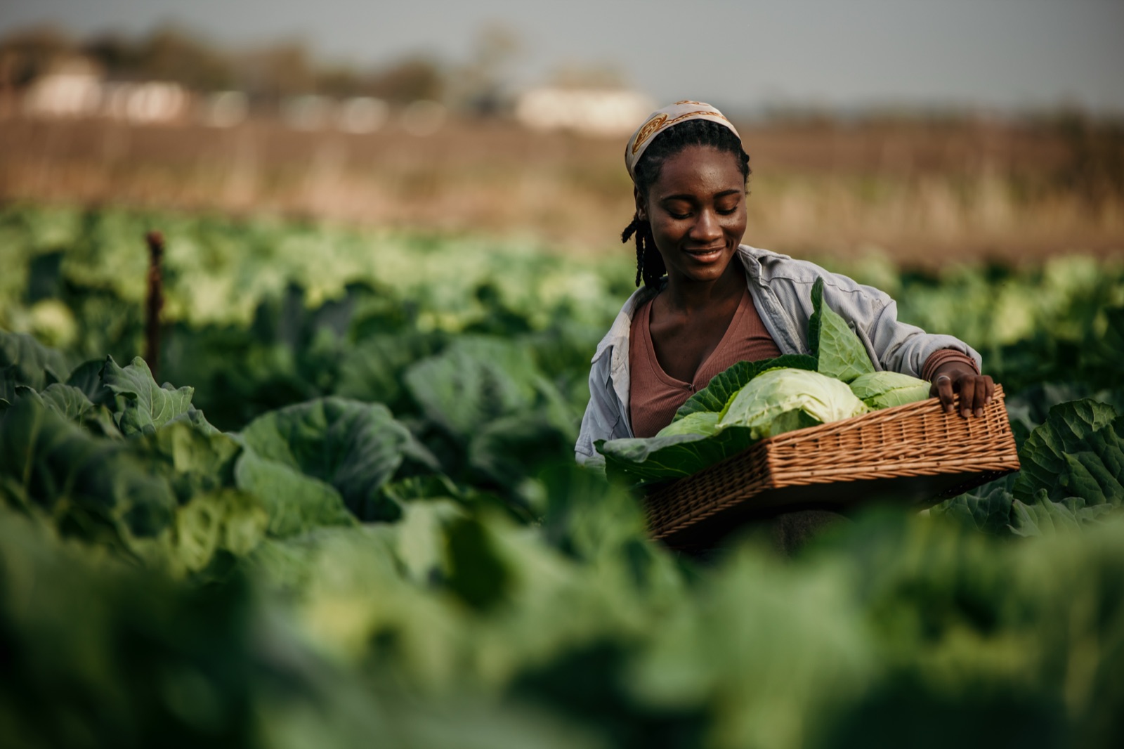 Woman harvesting cabbage in a rural field
